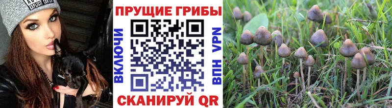 Псилоцибиновые грибы мицелий  Кириллов 